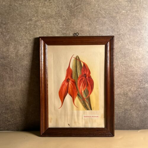 Vintage Swiss Masdevallia Veitchiana Botanical Print – Made in Switzerland | Framed Orchid Artwork